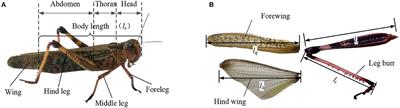 Hybrid Inspired Research on the Flying-Jumping Locomotion of Locusts Using Robot Counterpart